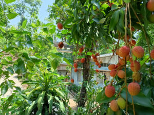 Sarangdu Homestay Lychee Tree - Meghalaya's Natural Beauty Flourishing in Baghmara