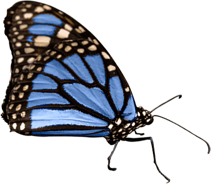 Blue Butterfly Dancing Amidst Meghalaya's Flora