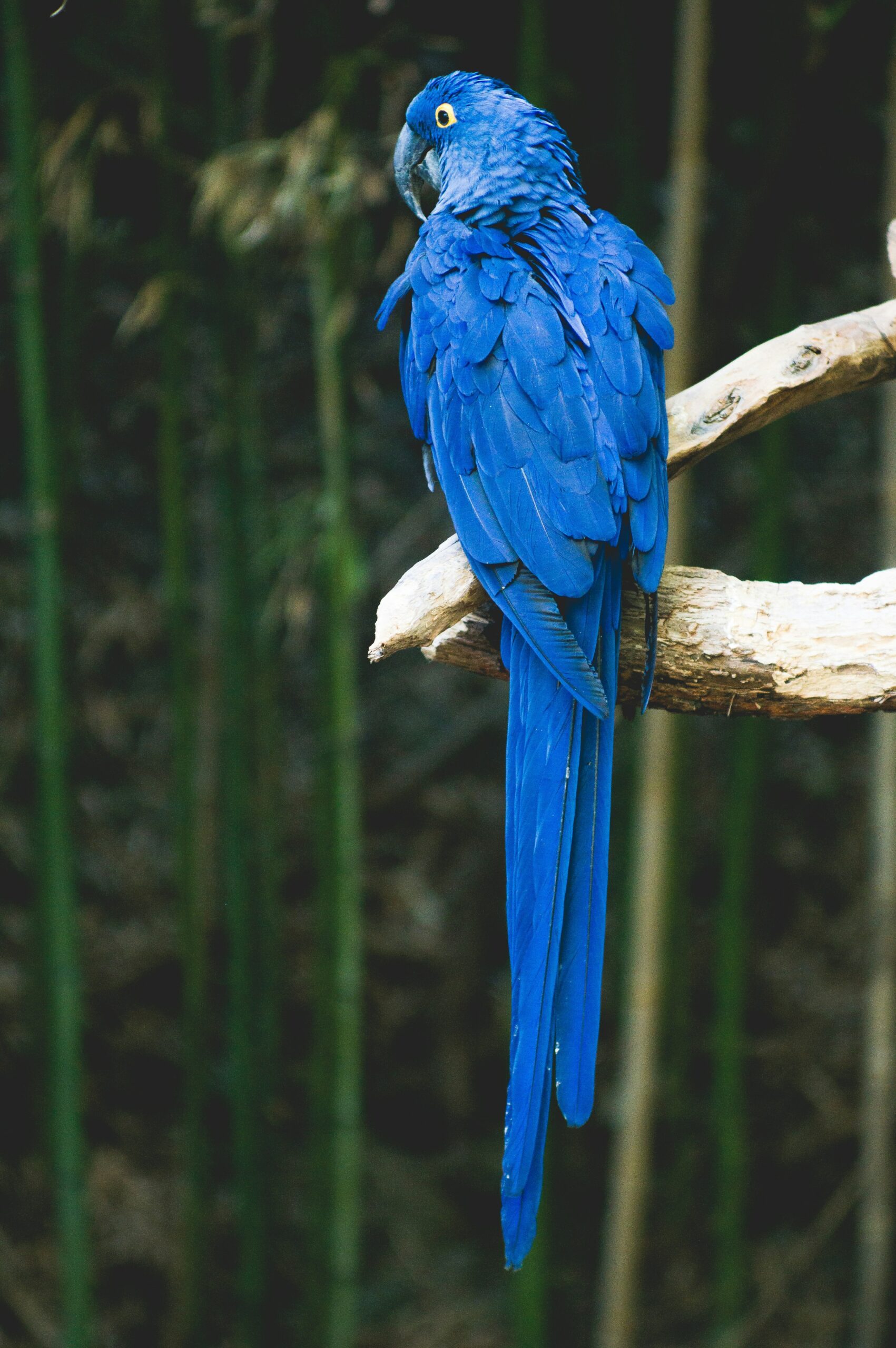 Siju Bird Sanctuary - A Avian Haven in Meghalaya's Scenic Landscape